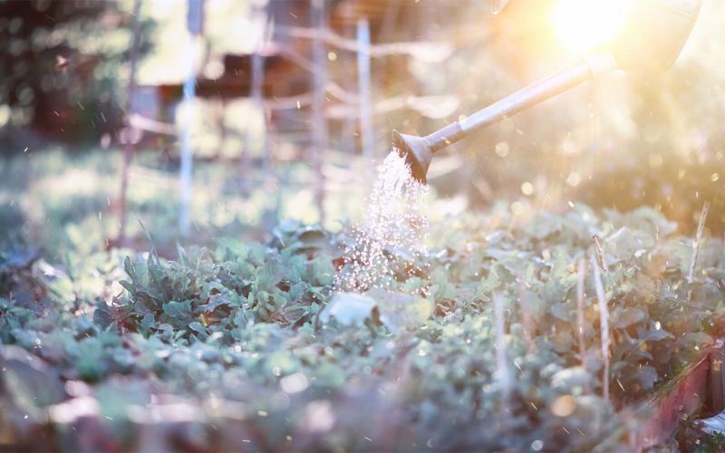 Gardener deeply watering a vegetable garden in the early morning.