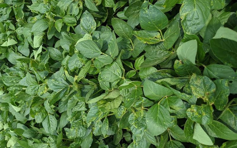 Green soybeans with yellowing throughout.