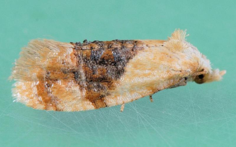 Cream-colored moth with a dark brown band in the middle of its body.