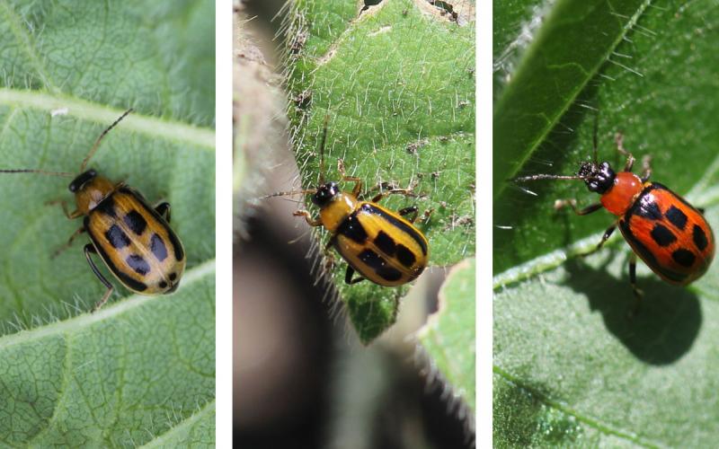 Three bean leaf beetles. From Left: Brown beetle with black spots on a green leaf. Yellow beetle with black spots on a green leaf. Red beetle with black spots on a green leaf.