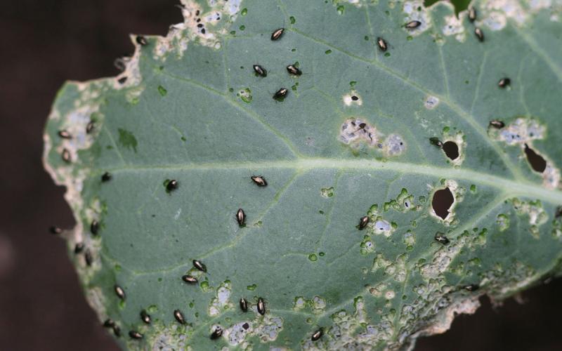 Small black beetles covering a partially defoliated leaf.
