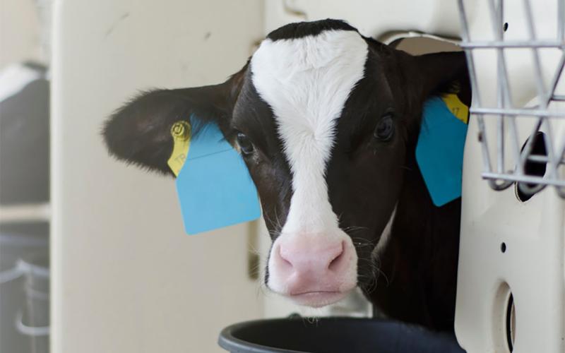 Newborn dairy calf in a clean, well-kept hutch.