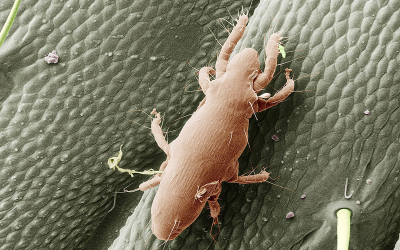 Cream mite on a green-colored caterpillar.