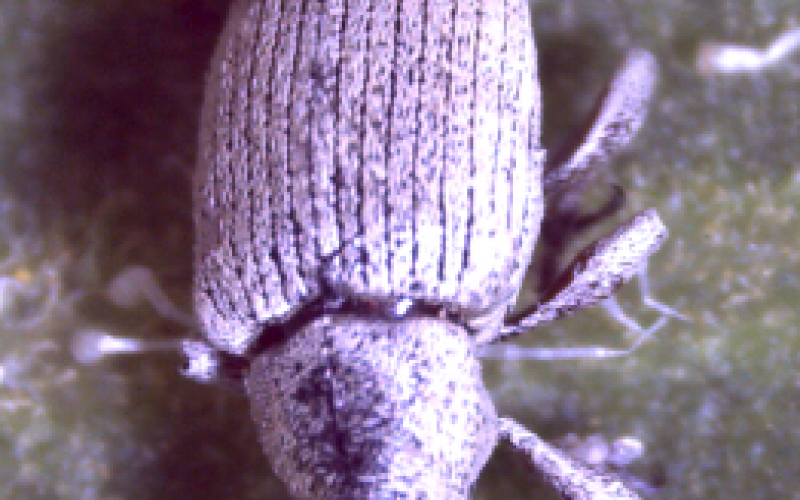a black beetle covered in a white substance