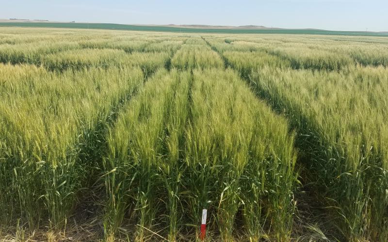 Winter wheat test plots with numerous groups of green wheat plants growing throughout.