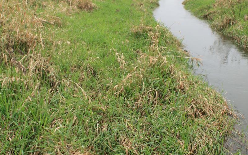 small water channel next to green grass
