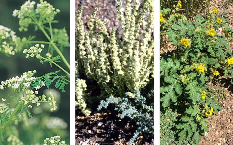 Three poisonous rangeland plants. From left: Hemlock, Halogeton and Buffalo Bur.