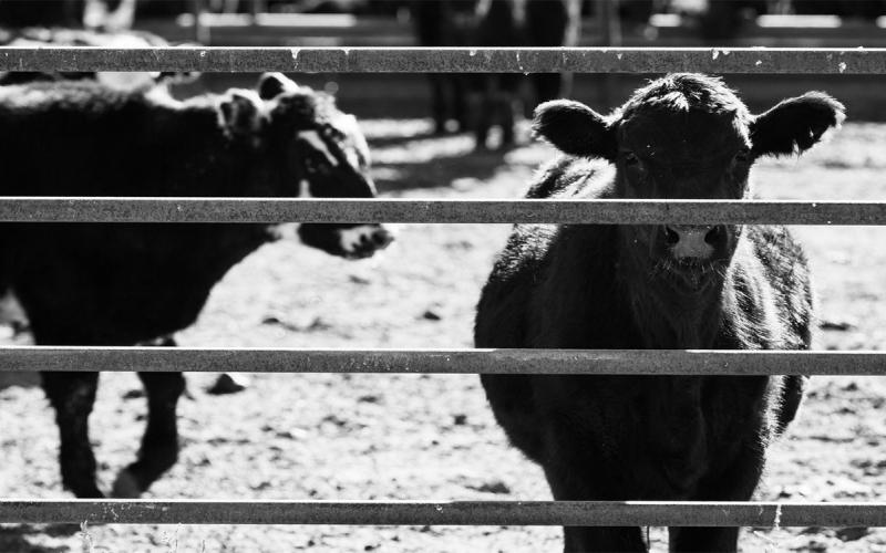 Two black cattle being isolated in a pen.
