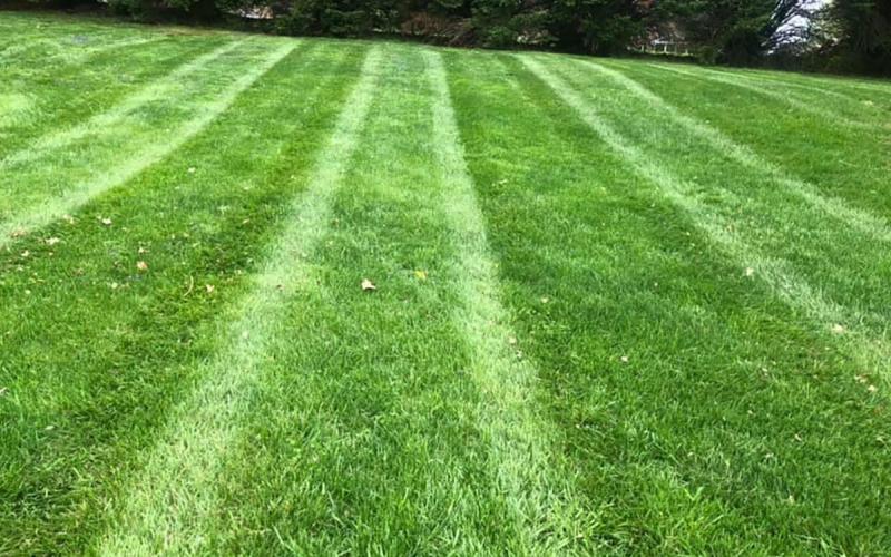 A lush, green lawn with a few scattered weeds throughout.