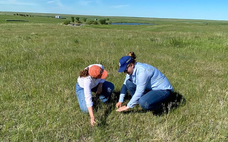 Two young woman inspecting plants growing on a vast, open range.