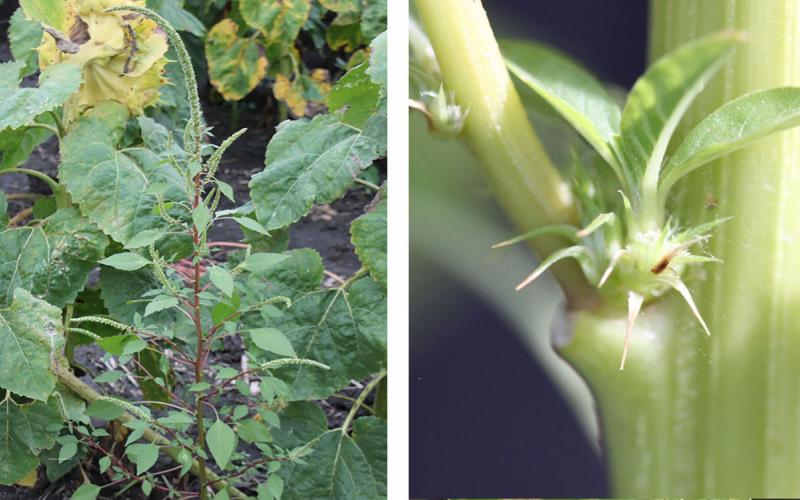 ALT: Left: Green Plamer amaranth next to a green sunflower. Right: Green plant with green, spiny structure at leaf base.