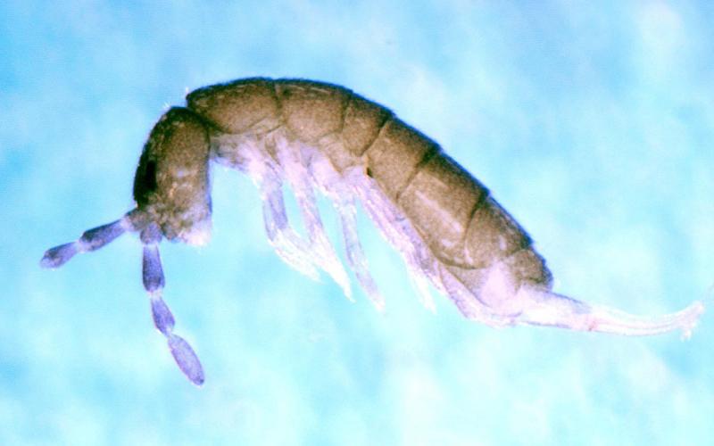 Small, brown insect with tail.