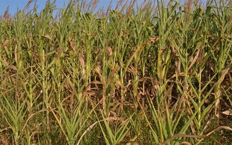 Drought-stressed cornfield.