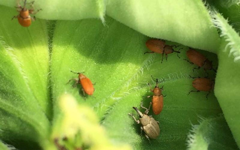 Small, reddish-orange beetles on a green sunflower bud with a larger grey beetle also present.