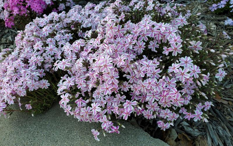 Perennial ground cover with pink and white flowers.