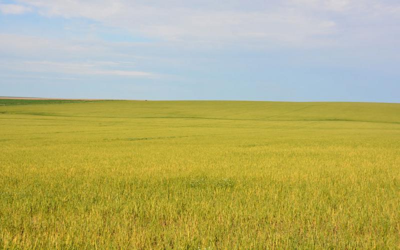 A wheat field that is bright yellow due to infection of Wheat streak mosaic virus.