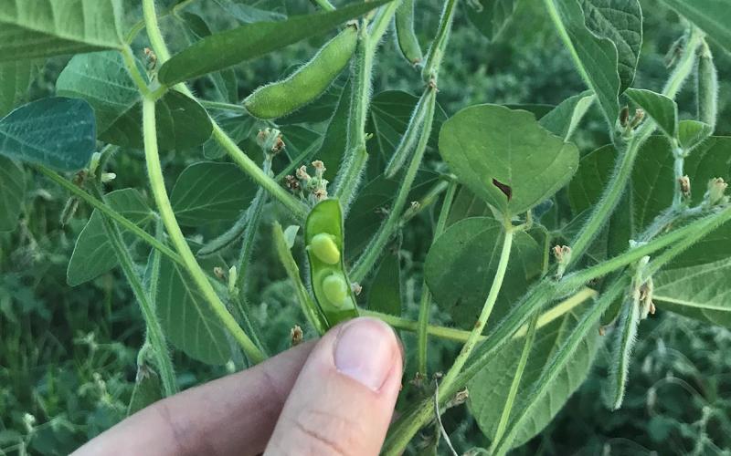 Hand examining drought-stressed soybeans in the field.