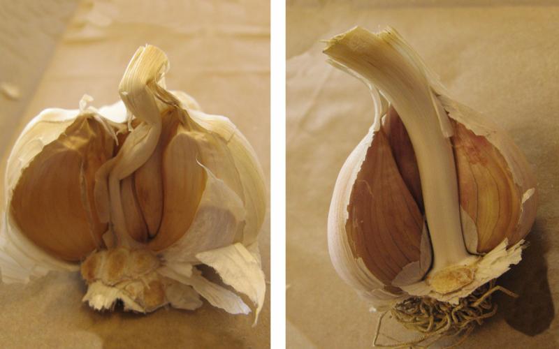 Left: Head of softneck garlic cut in half. Right: Head of hardneck garlic cut in half.