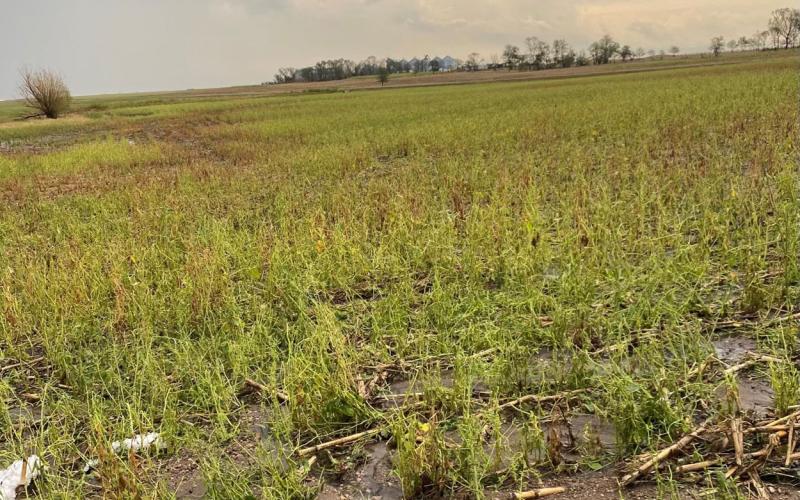 Hail-damaged soybean field with storm clouds in the background.