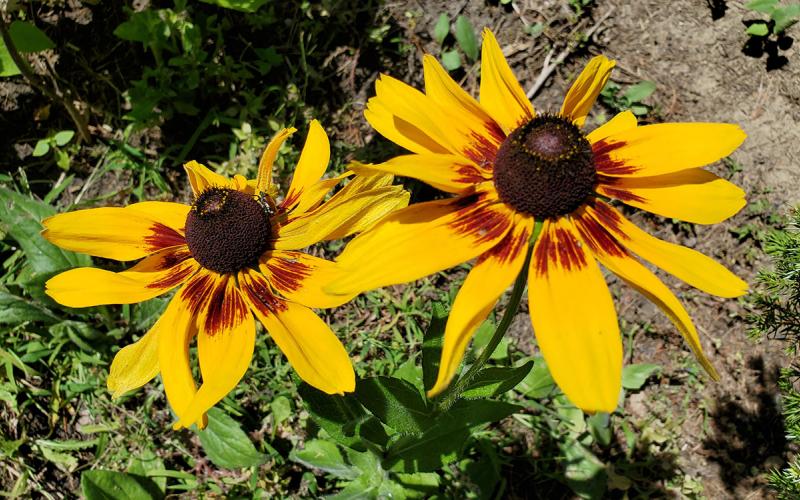 Bright-yellow to dark-orange rudbeckia flowers in bloom.