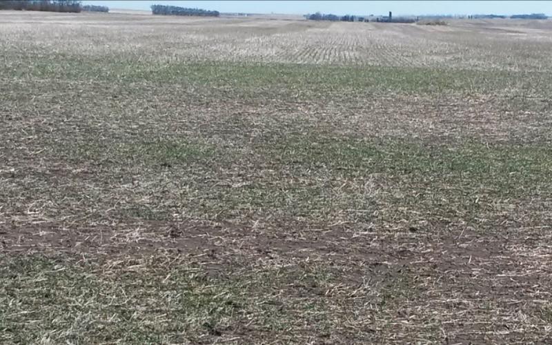 Winter wheat field in early fall with small, green wheat plants emerging.
