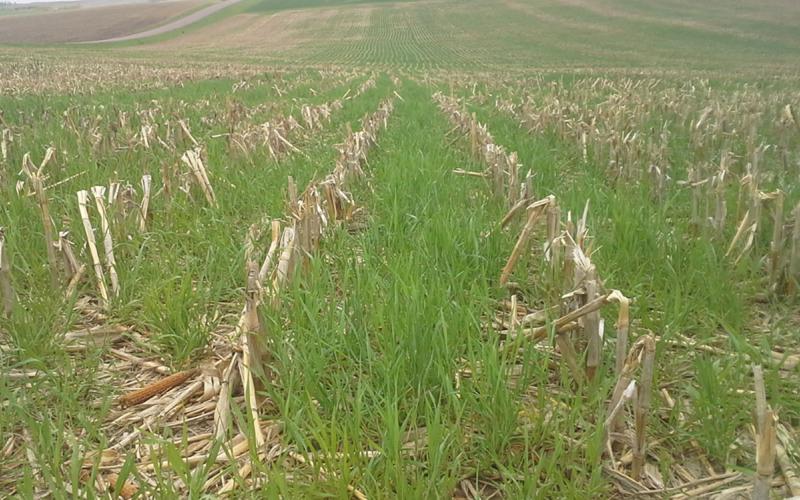Green cereal rye crop growing throughout a harvested corn field.