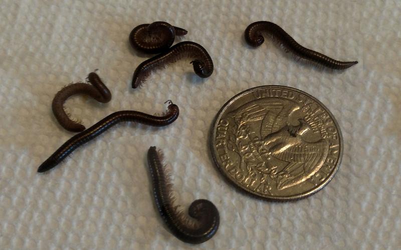 Seven millipedes, some curled up, on a white background with a quarter for scale.