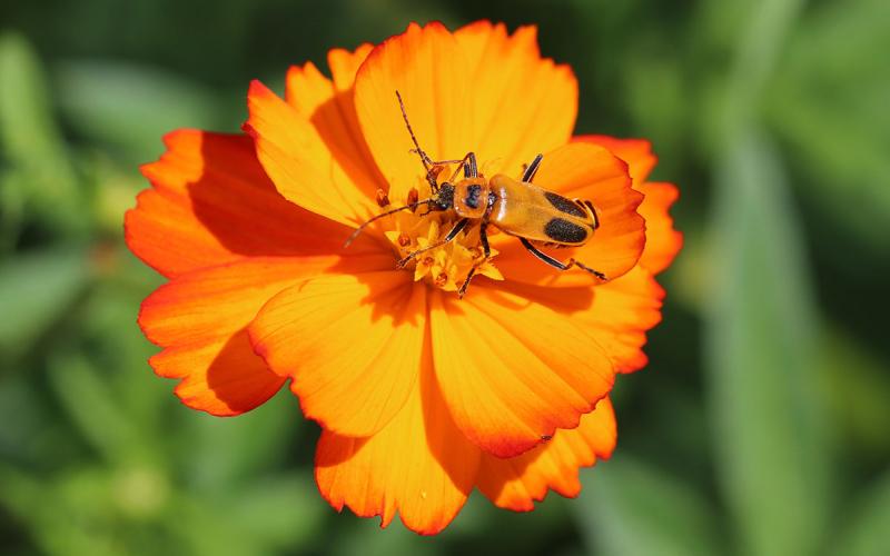 Orange beetle with black markings on an orange flower.