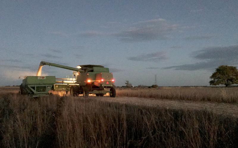 A green combine dumps soybean grain into a green wagon at dusk in South Dakota.