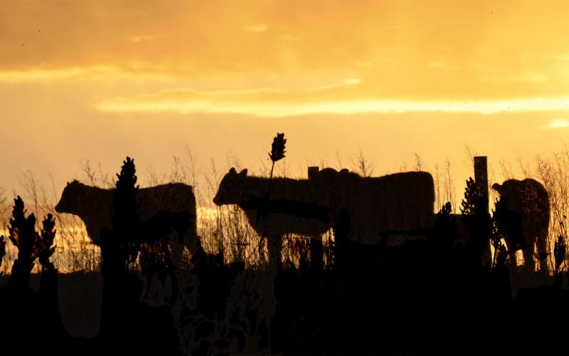 Small group of cattle grazing near a sorghum field at sunset.