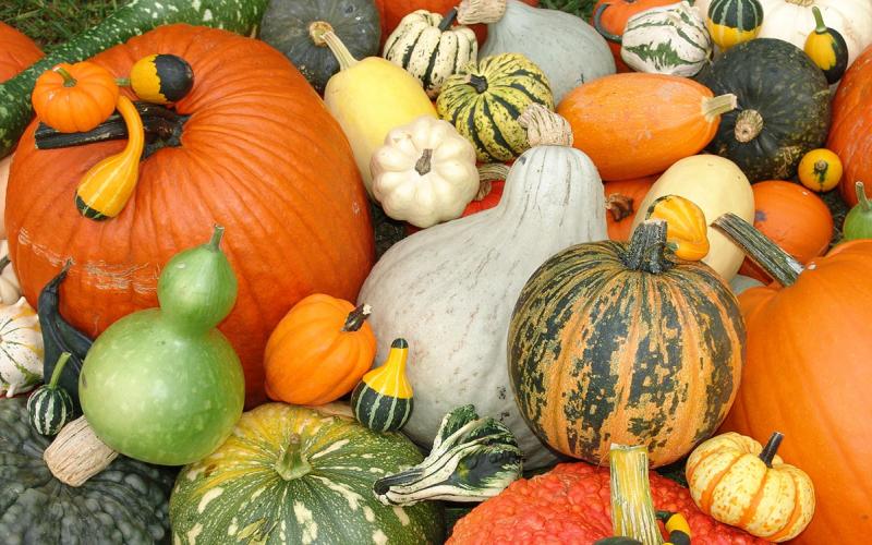 Colorful variety of pumpkins, winter squashes and gourds on display.