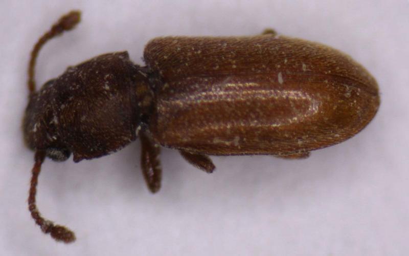 Elongate, reddish-brown beetle on a white background.