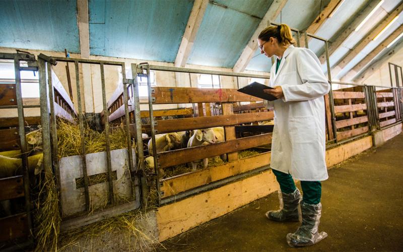 Veterinarian examinging a small group of sheep inside a barn.