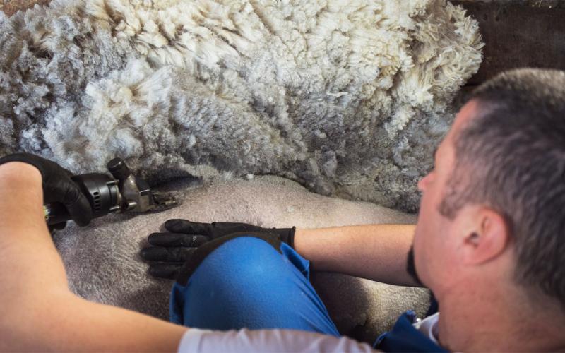 Producer shearing wool from a white sheep.