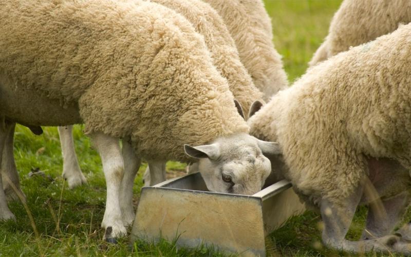 Small group of white sheep feeding from a trough in a green pasture.
