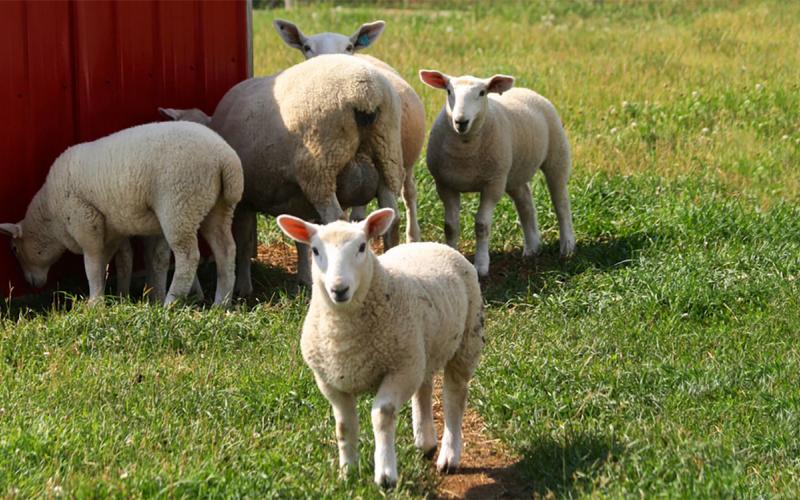 Five white sheep standing in a green pasture near a red barn.