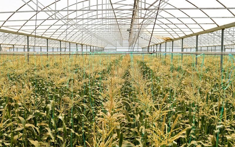 Rows of corn growing inside a research facility.
