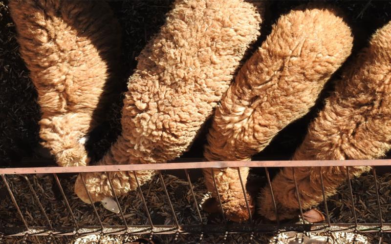 Four sheep feeding at a sheep feeder.