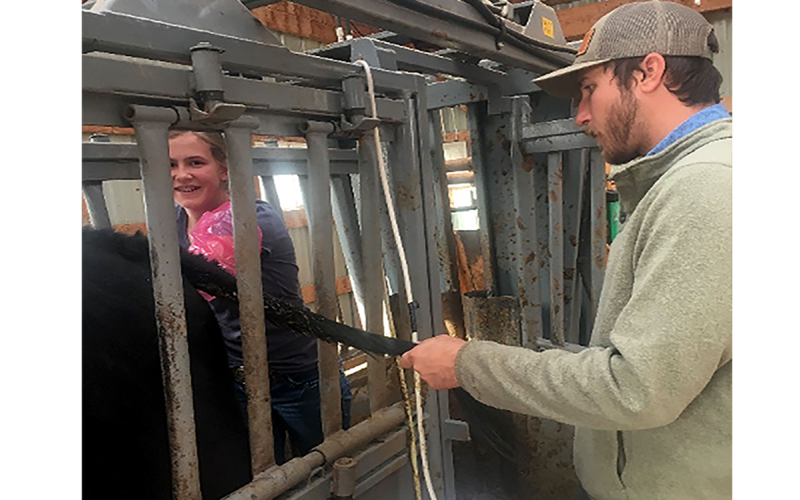 Kiernan Brandt, SDSU Extension Cow/ Calf Specialist, instructs 4-H member, Molly Harty, on finding the reproductive tract during palpitation.