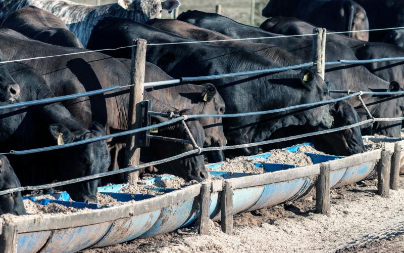 Herd of black angus cattle feeding in a feedlot.