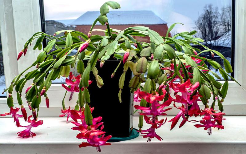 Christmas cactus plant in full bloom with bright-pink, tubular flowers.
