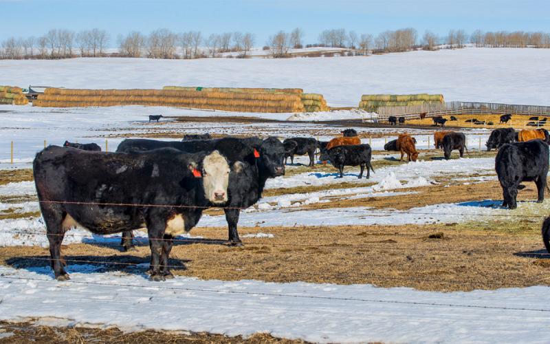 Herd of mixed cattle grazing a fenced-in winter pasture.