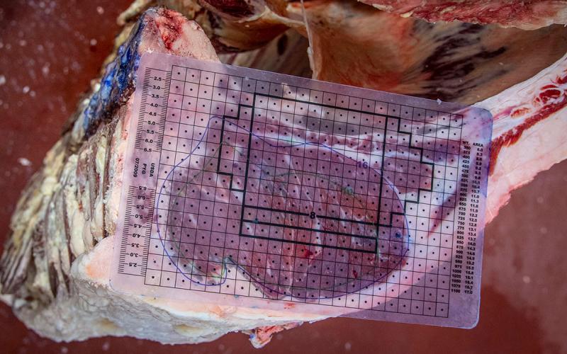 Beef carcass with a transparent grading grid placed over the cut.