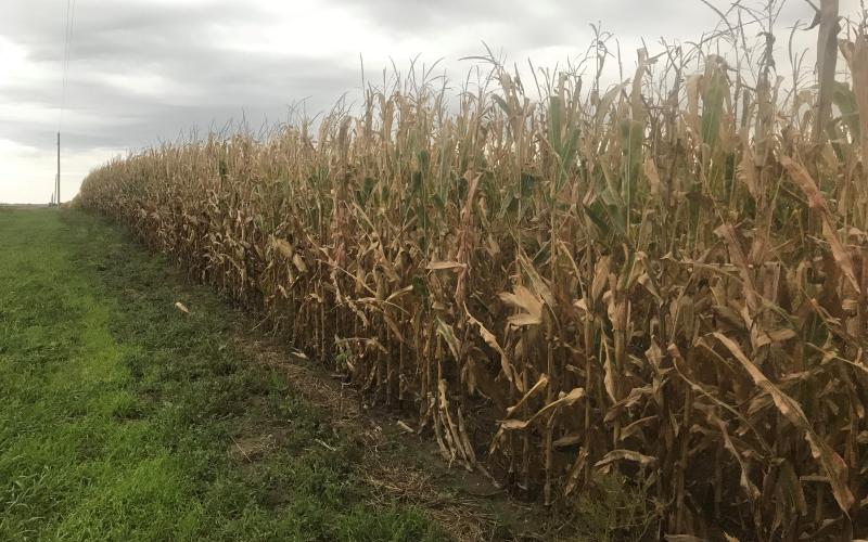 SDSU Extension’s Crop Hour 8-week webinar series will cover several areas of agronomic production, from soybeans and wheat to cover crops and climate. Photo Credit: Sara Bauder, SDSU Extension
