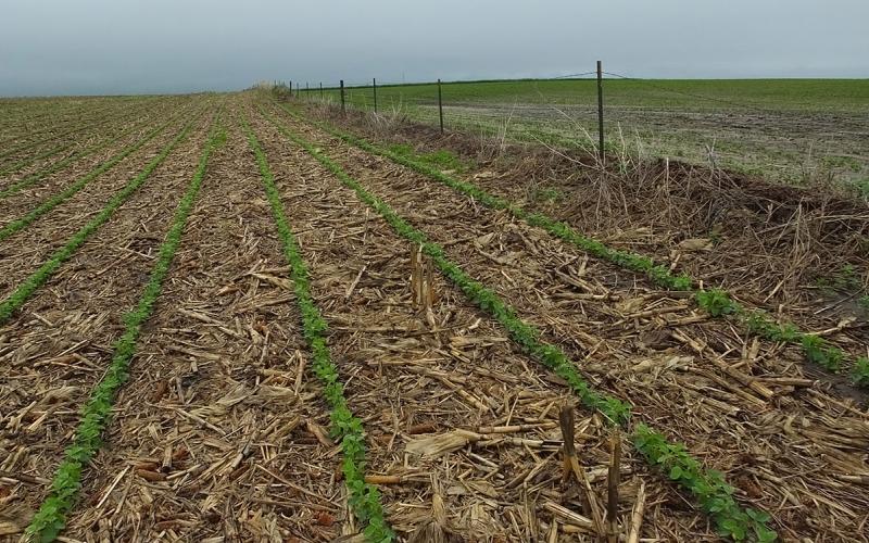 Rows of soybean growing in corn residue in a diverse, no-till crop rotation.