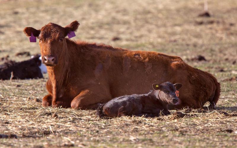 Red-to-orange cow lying with her newborn calf in a pasture.