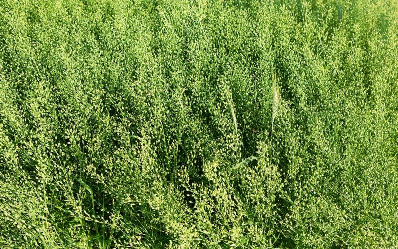 Camelina crop growing in a field.