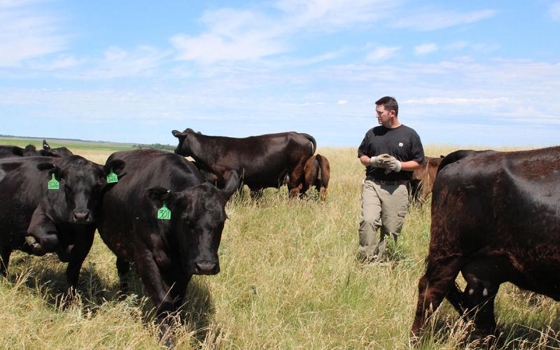 Producer moving a small group of cattle in a rotational grazing system.