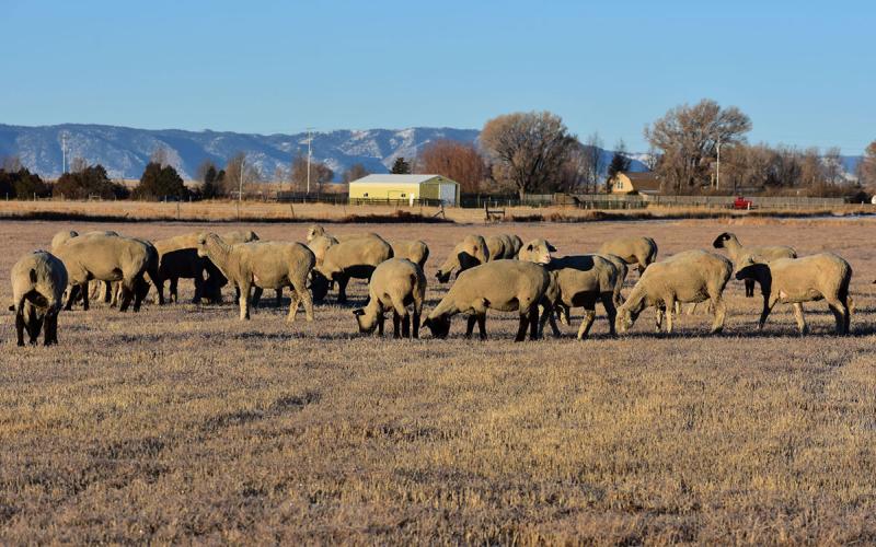 Small flock of sheep grazing in a pasture.