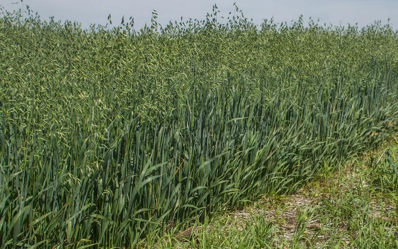 Oats growing in a no-till field.
